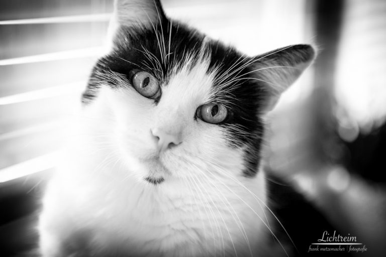Weltkatzentag