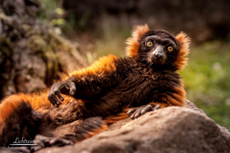 Zoo Spaziergang