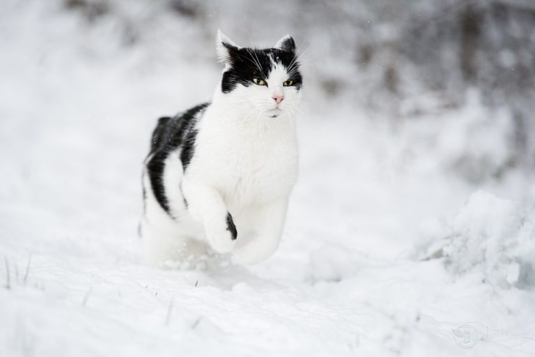Foto von Kater Jack am Strassenrand