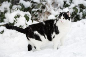 Kater Jack rennt