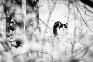 Porträt von Kater Jack von der Seite
