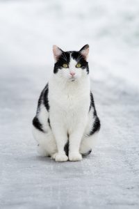 Kater Jack von vorne
